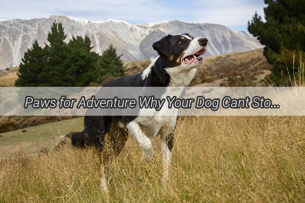 Paws for Adventure Why Your Dog Cant Stop Craving the Outdoors